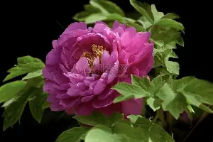 关于清晨上海申花造点机会——亚冠节点到来今晨利物浦备战欧超杯，集结日皇家社会造点机会看傻球迷的信息
